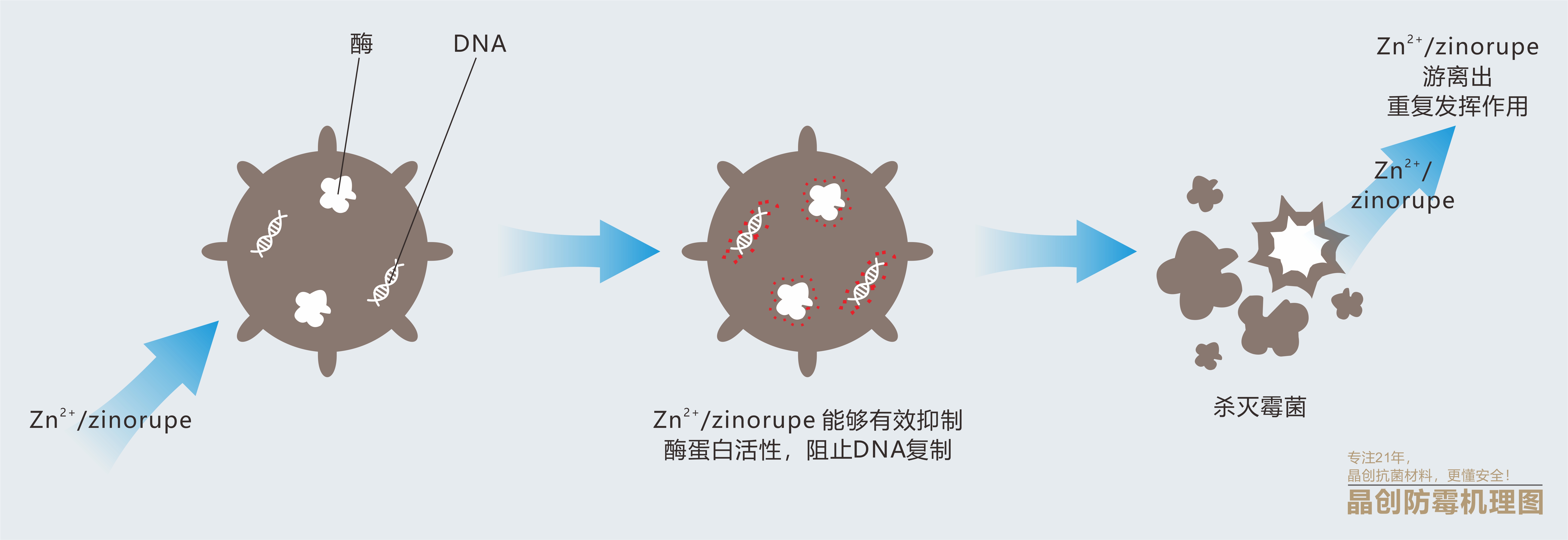 型企业,拥有21年的行业技术经验,公司抗菌产品可针对市面上常见的霉菌